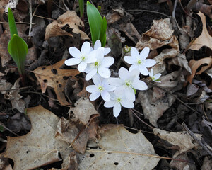 Anemone acutiloba  also known as Liverwot, Liverleaf, and Sharp-lobed Hepatica - Native North American  Early Spring Blooming Woodland Wildflower in Southern Wisconsin 
