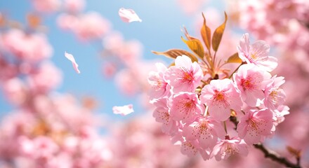Close-up of soft pink cherry blossom flowers with delicate petals drifting in the wind