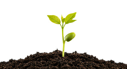 Close-up of a tiny tree sprout in soil, isolated on white with natural shadows