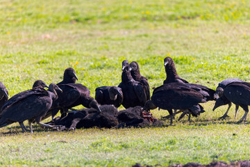 Flock of turkey vulture (Cathartes aura) on the meadow. Vultures pluck food from a dead animal