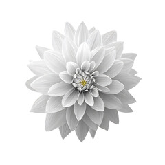 Dahlia flower with layered petals