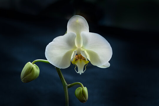 Fototapeta White orchid on black background