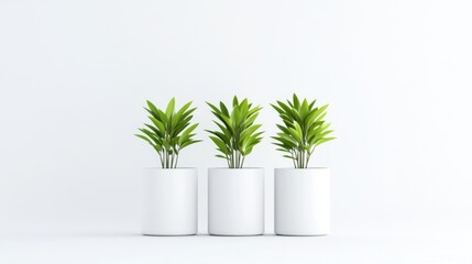 Three potted plants in white cylindrical pots against a plain white background