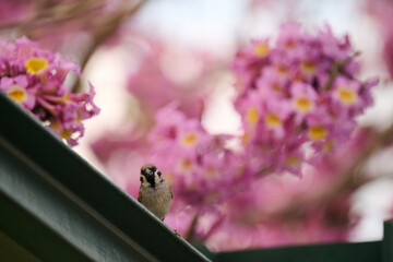 Eurasian tree sparrow (Passer montanus) in rosy trumpet tree (Tabebuia rosea) blooming in Hong Kong...