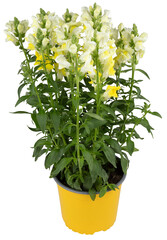 yellow bouquet blooms in a pot cut out isolated transparent background