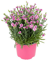 Butterfly flower blooming in a pot cut out isolated transparent background