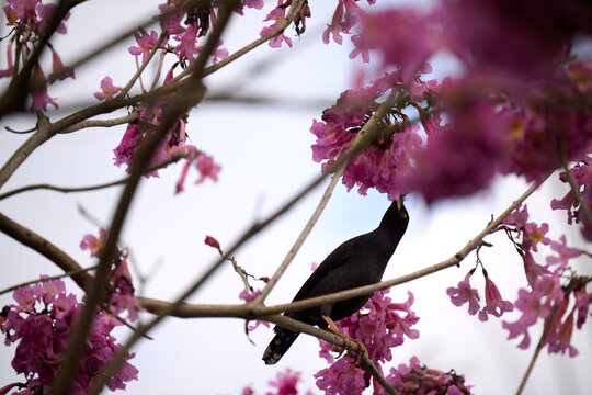 Common Hill Myna (Gracula religiosa) calling with open beak amid vibrant pink trumpet blossoms of Tabebuia rosea in Hong Kong. Glossy black bird with yellow wattles contrasts lush flowers.