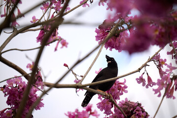Common Hill Myna (Gracula religiosa) calling with open beak amid vibrant pink trumpet blossoms of Tabebuia rosea in Hong Kong. Glossy black bird with yellow wattles contrasts lush flowers.