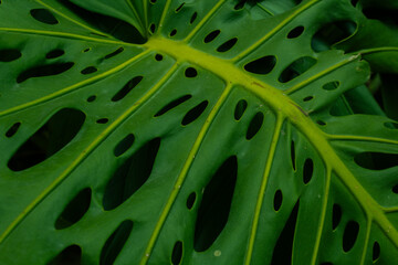 Tropical leaf background with vivid, high contrast greens
