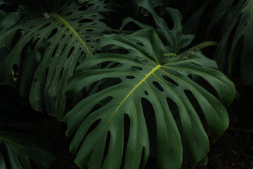 Tropical leaf background with vivid, high contrast greens