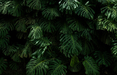Tropical leaf background with vivid, high contrast greens