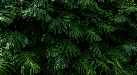 Tropical leaf background with vivid, high contrast greens