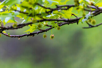 Sprouting spring buds and new fruits American sweetgum tree (Liquidambar styraciflua), American sweetgum ball