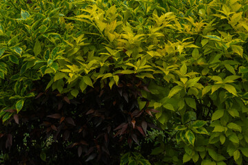 Tropical leaf background with vivid, high contrast greens