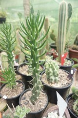 Set of cacti of different types