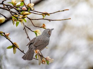 枝にとまるヒヨドリ