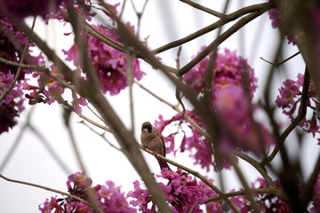 Eurasian tree sparrow (Passer montanus) in rosy trumpet tree (Tabebuia rosea) blooming in Hong Kong at spring