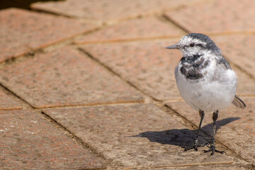 地面を歩くハクセキレイ