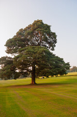 A large tree stands in a grassy field