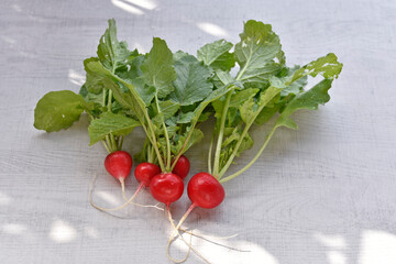 Homegrown organic radish on wood background.