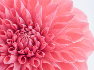 赤色のダリアの花のアップ11