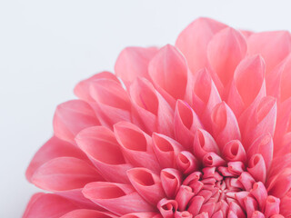 赤色のダリアの花のアップ15