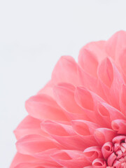 赤色のダリアの花のアップ17