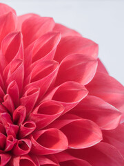 赤色のダリアの花のアップ26