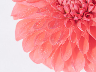 水滴がついた赤色のダリアの花のアップ31