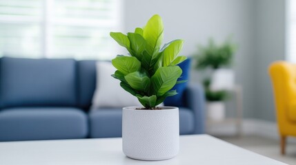 Indoor plant on white table in a modern living room