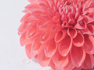  水滴がついた赤色のダリアの花のアップ46