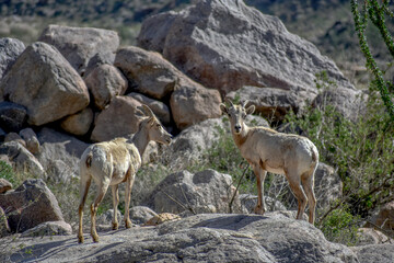Bighorn Sheep at Borrego Pass, Anza Borrego Desert State Park, California