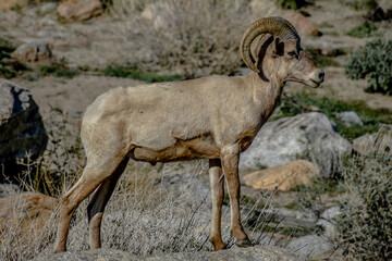 Bighorn Sheep at Borrego Pass, Anza Borrego Desert State Park, California