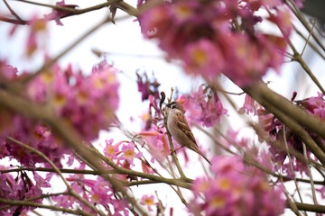 Eurasian Tree Sparrow (Passer montanus) perched amid vibrant pink trumpet blossoms of Tabebuia rosea in Hong Kong. Small brown passerine with black bib framed by lush magenta flowers in soft bokeh.