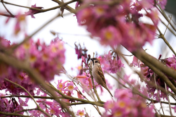 Eurasian tree sparrow (Passer montanus) in rosy trumpet tree (Tabebuia rosea) blooming in Hong Kong...