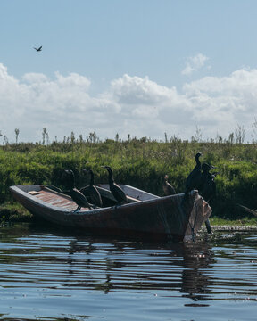 Cormoranes en un bote