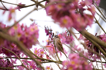 Eurasian tree sparrow (Passer montanus) in rosy trumpet tree (Tabebuia rosea) blooming in Hong Kong...