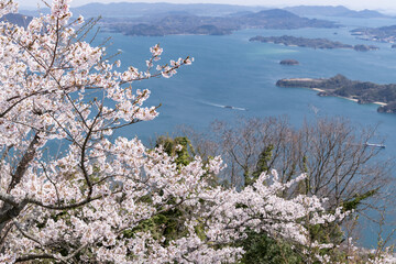 cherry blossom and the Seto Inland Sea