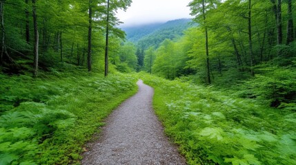 Fototapeta premium A serene forest path winding through lush green foliage, leading into the distant misty mountains, and tranquil nature scene with vibrant greenery.