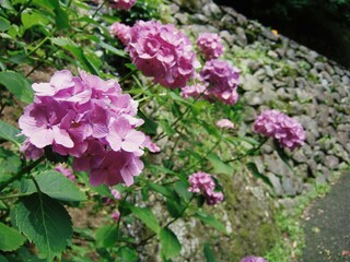 京都の善峯寺に咲いていたアジサイ