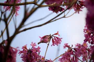 Eurasian tree sparrow (Passer montanus) in rosy trumpet tree (Tabebuia rosea) blooming in Hong Kong...
