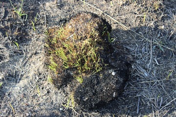 Prairie dropseed black clump after a controlled burn with green shoots at Wayside Woods in Des Plaines, Illinois