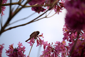 Eurasian tree sparrow (Passer montanus) in rosy trumpet tree (Tabebuia rosea) blooming in Hong Kong...