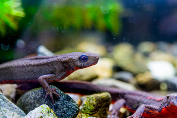 アカハライモリのマクロ