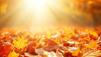 Autumn leaves, sunlit park, fall foliage, background blur, website banner