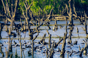 group of black-winged stilt in a wetland in Australia, in a daytime