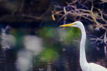 eastern great egret in a wetland in Queensland, Australia
