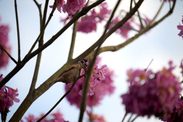 Eurasian tree sparrow (Passer montanus) in rosy trumpet tree (Tabebuia rosea) blooming in Hong Kong at spring