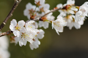 Obraz premium 3月末に開花した桜05