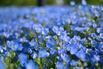 綺麗に咲いたネモフィラ